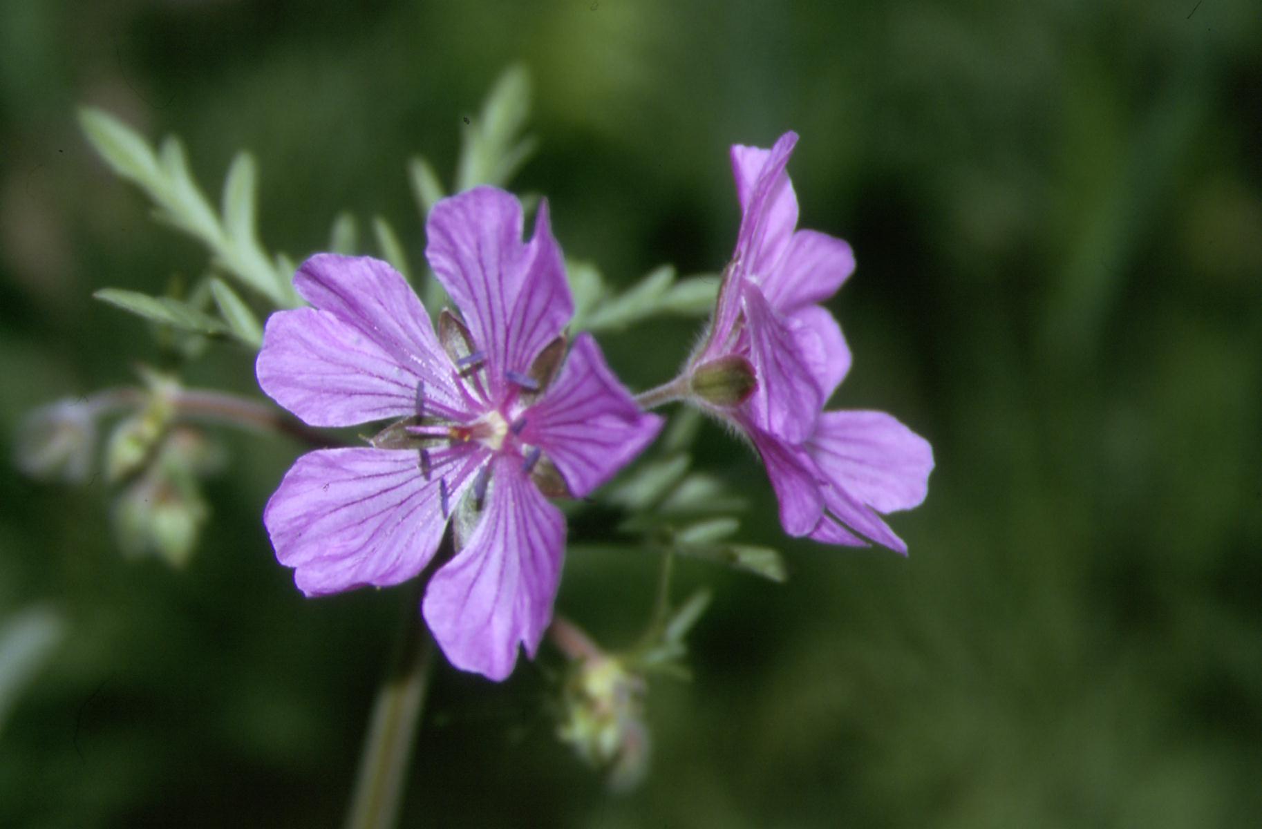 In Abruzzo c'' ... Geranium tuberosum
